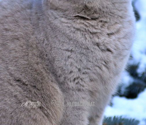 Britská kočka, Britská krátkosrstá kočka, Britská dlouhosrstá kočka, British Cat, British Longhair, British Shorthair