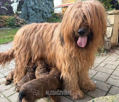 Briard, Briard, Berger de Brie