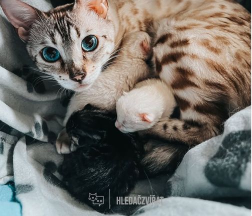 Bengálská kočka, Bengal cat