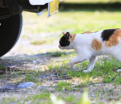 Japonský bobtail, JBT, Japanese Cat