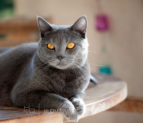 Kartouzská kočka, Chartreux, French Cat