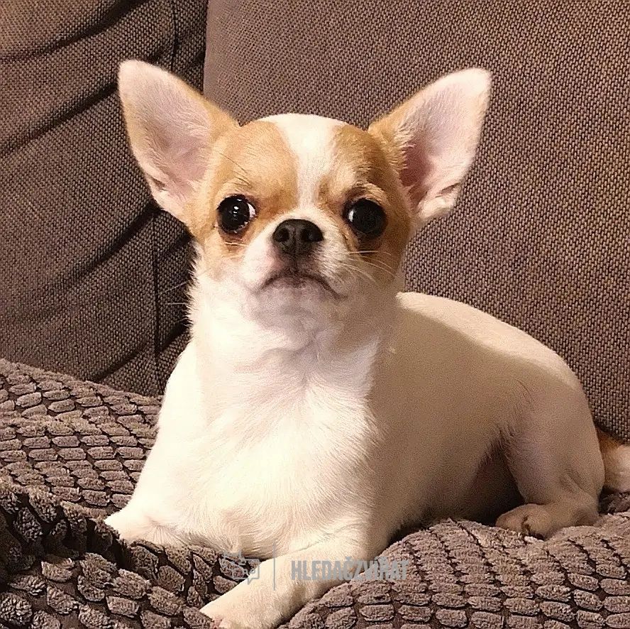 Čivava, Čivava dlouhosrstá, Čivava krátkosrstá,  Chihuahua,  Chihuahua - Pelo Largo, Chihuahua - Pelo Corto