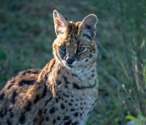 Serval, Serval, Leptailurus serval