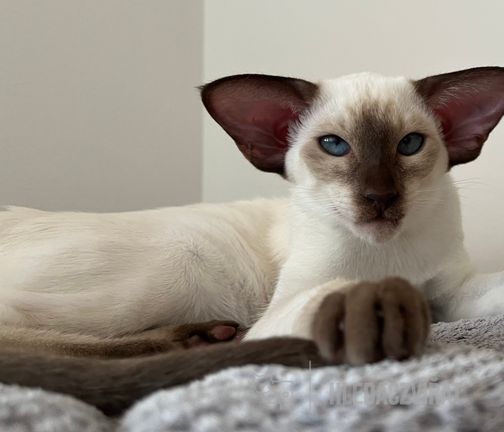 Siamská kočka, Siamka, SIA