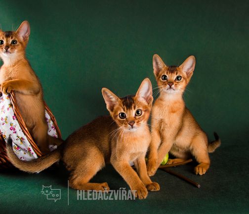 Habešská kočka, Abyssinian Cat