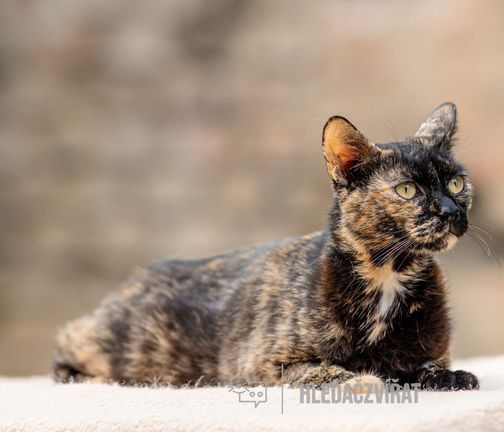 Evropská kočka, Evropská krátkosrstá kočka, EUR, European Shorthair, kočka evropská