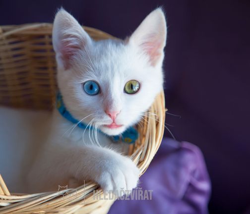 Turecká van, Turecká van kočka, Turkish Van