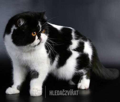 Exotická kočka, Exotická krátkosrstá kočka, Exotická kočka, Exotic cat