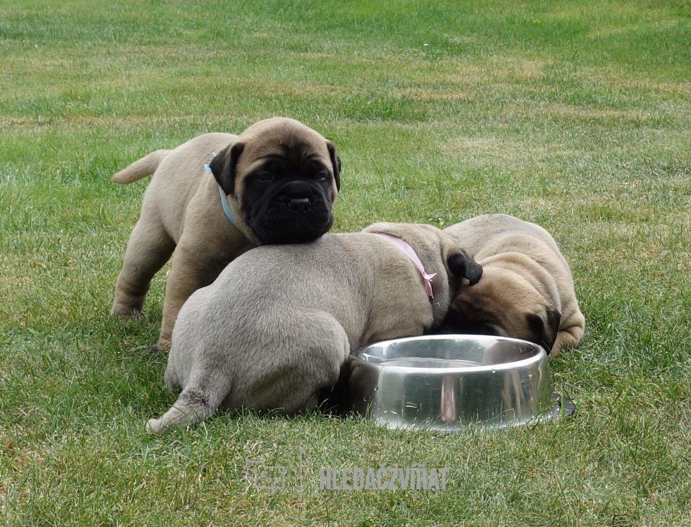 Bullmastif, Bullmastiff , skupina plemen: Pinčové, knírači, plemena molossoidní a švýcarští salašničtí psi