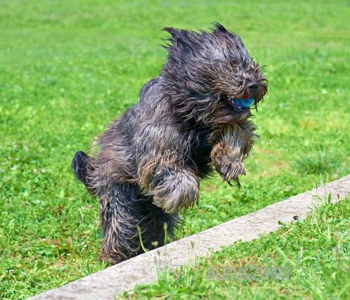 Bergamský ovčák, Bergamasco Shepherd, Cane da Pastore Bergamasco