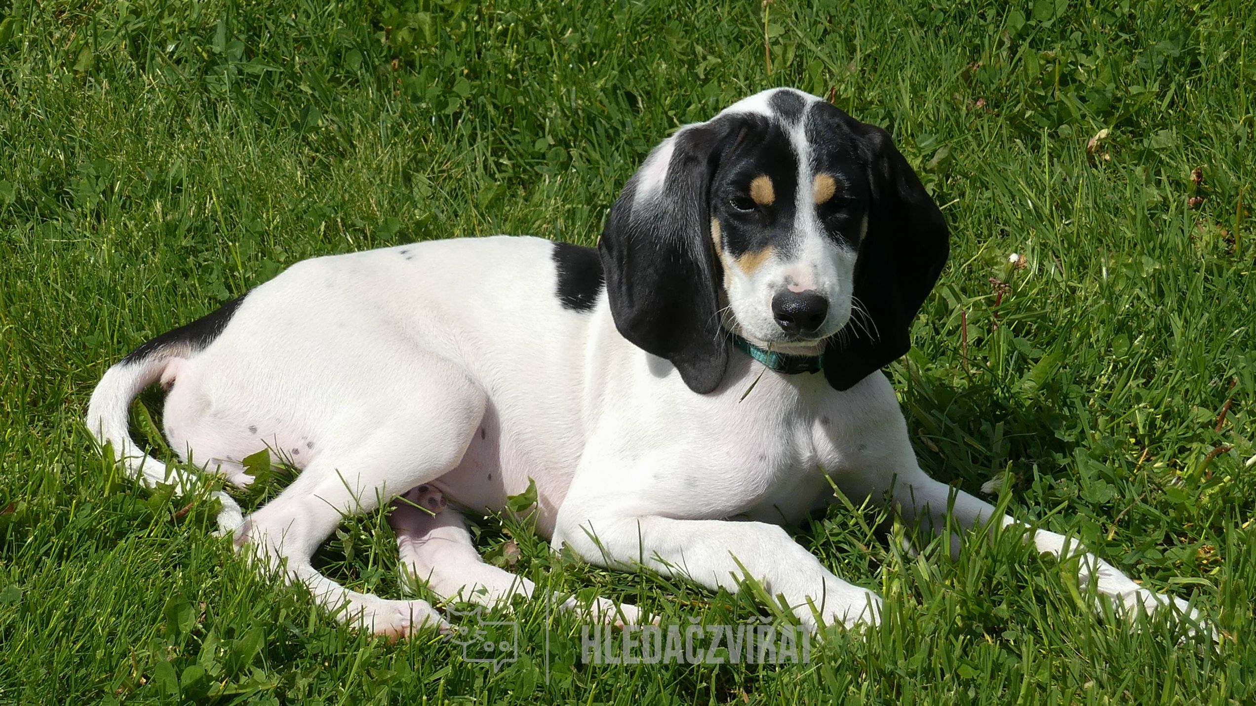 Ariégois, Ariege Hound, Ariežský honič, Ariège-Laufhund , skupina plemen: Honiči a barváři