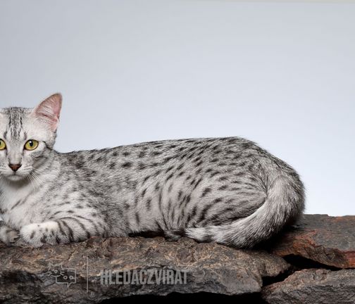 Egyptská mau, Egyptian Cat
