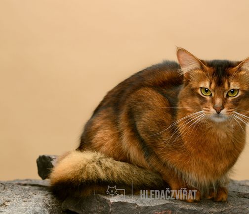 Somálská kočka, Dlouhosrstá habešanka, SOM, Somali Cat