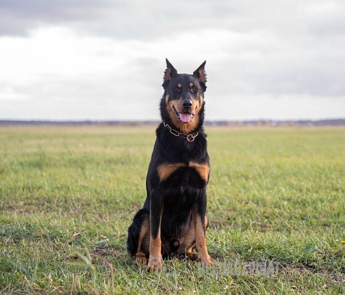 Beauceron, Berger de Beauce