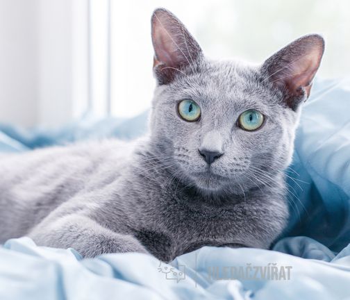 Ruská modrá kočka, Ruská modrá, Archangelská kočka, RUS, Russian Cat