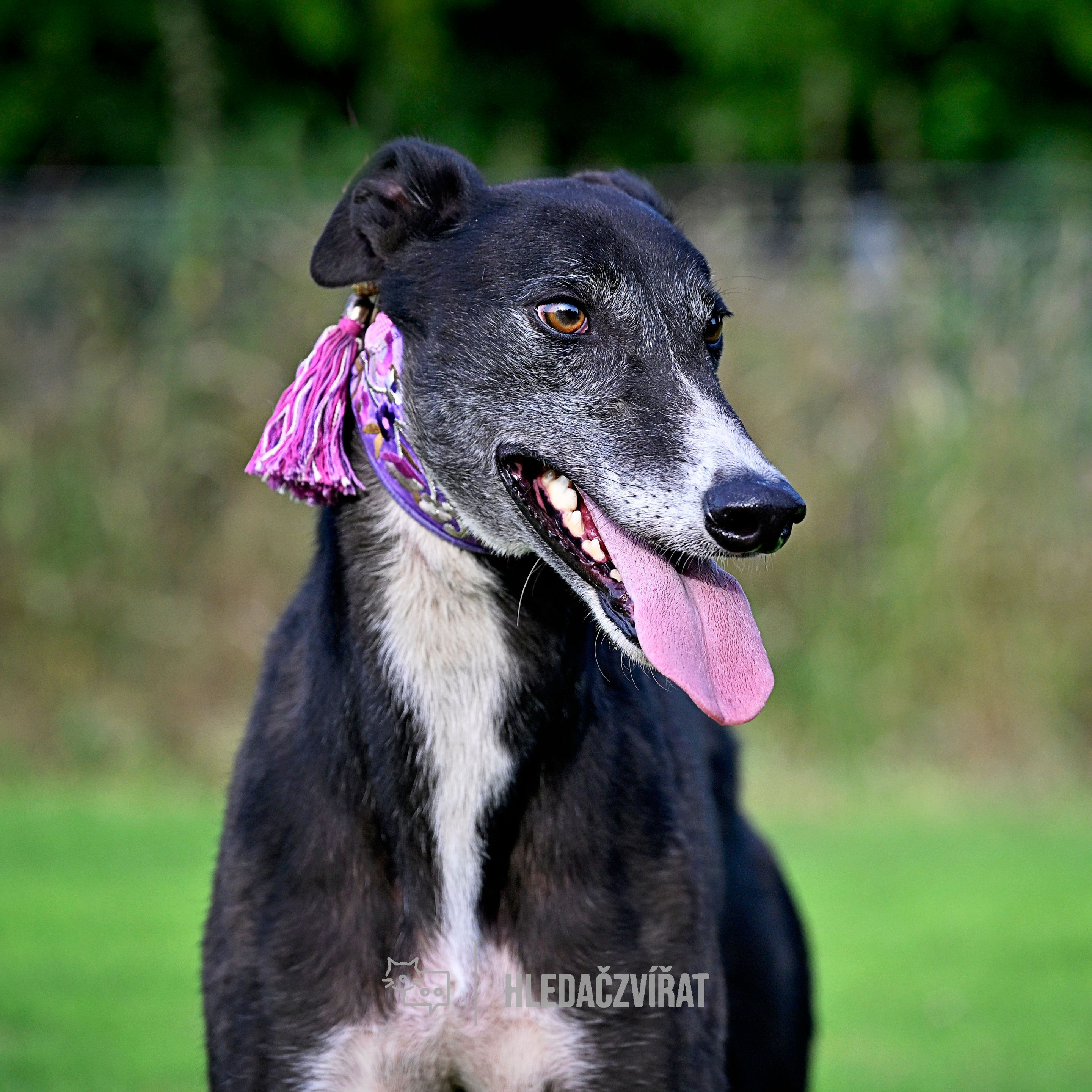 Greyhound, Anglický chrt, Grejhound , skupina plemen: Chrti