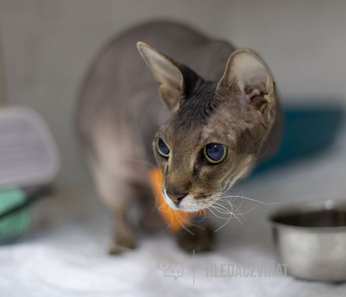 Peterbald, Peterbald, PET, Petěrburský sphynx