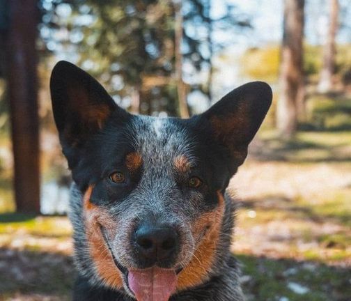 Australský honácký pes, Australian Cattle Dog, Blue Heeler, Queensland Heeler