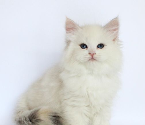 Něvská maškaráda, Něvská maškaráda kočka,  Neva Masquerade