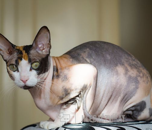 Donský sphynx, Don Sphynx, DSP