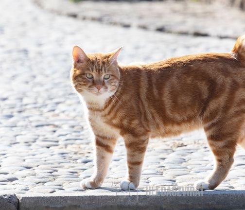 Kurilský bobtail, Kurilian bobtail, Kurilský bobtail krátkosrstý,  Kurilský bobtail dlouhosrstý
