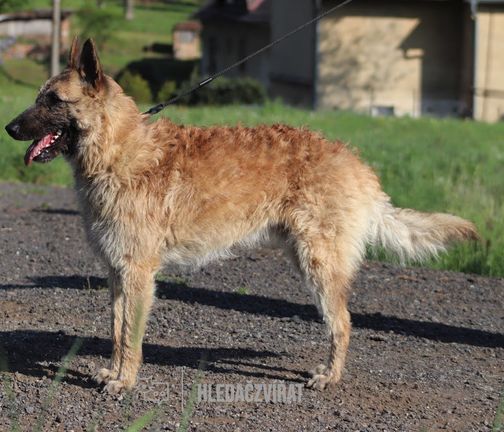 Belgický ovčák, Groenendael,  Laekenois, Malinois,  Tervueren, Chien de Berger Belge - Groenendael,  Chien de Berger Belge - Laekenois,  Chien de Berger Belge - Malinois,  Chien de Berger Belge - Tervueren