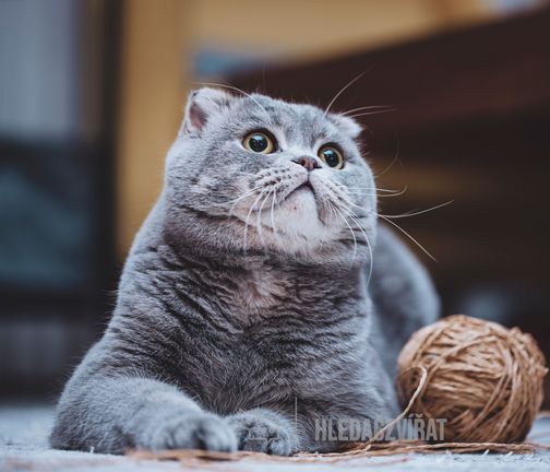 Skotská klapouchá kočka, Scottish Fold