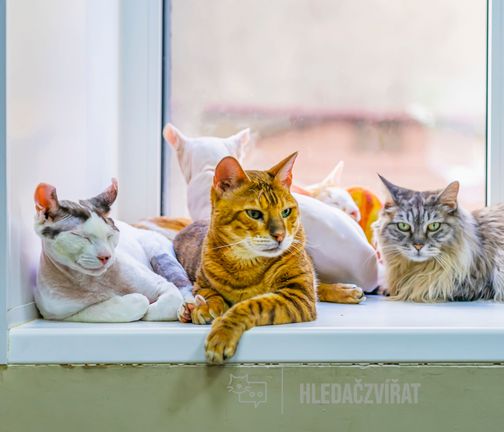 Ostatní plemena, test