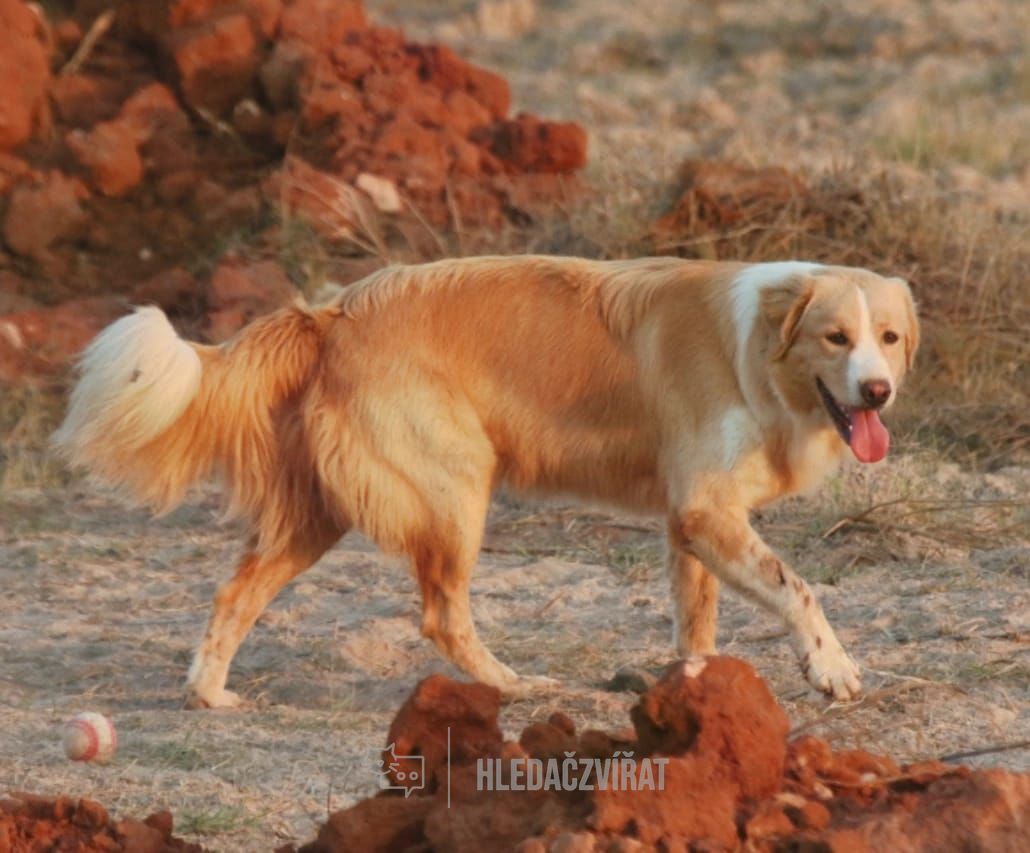 Aidi, Atlasský horský pes , skupina plemen: Pinčové, knírači, plemena molossoidní a švýcarští salašničtí psi