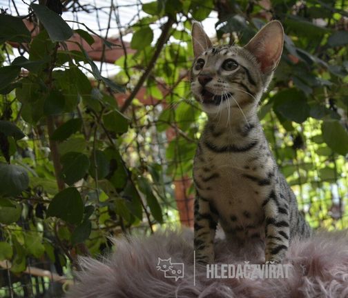 Savannah, Savannah, Savanová kočka