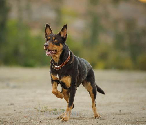 Australská kelpie, Kelpie, Australian Kelpie