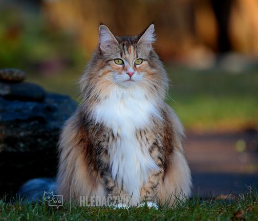Norská lesní kočka, Norse Skogkatt, Skaukatt, Wegie, Skogkatt