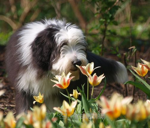 Bearded kolie, Bearded Collie, Kolie, Beardie, Dlouhosrstá kolie