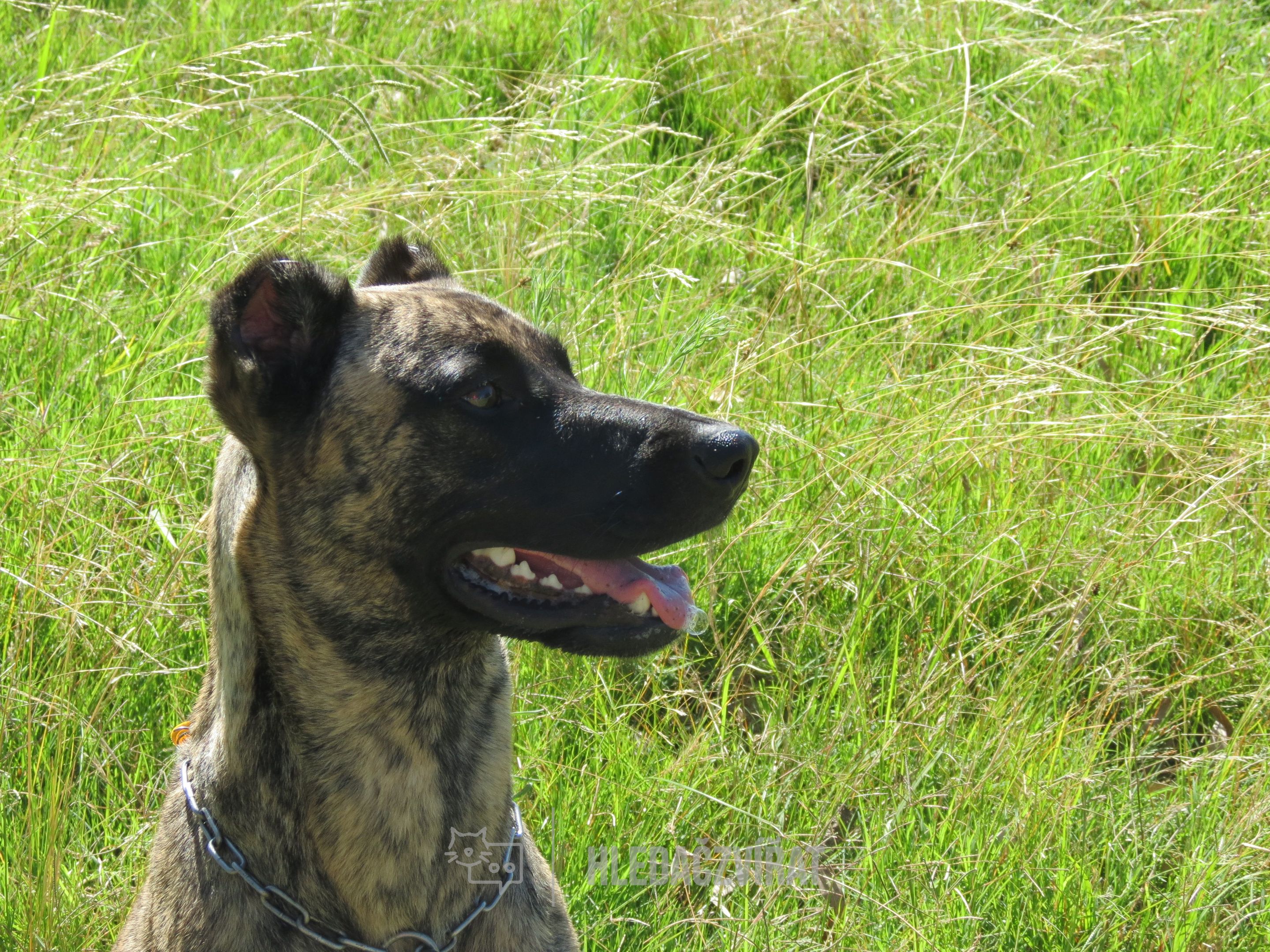Uruguajský cimarron, Cimarrón, Cimarrón Creole, Cimarrón Dog, Maroon Dog, Cerro Largo Dog