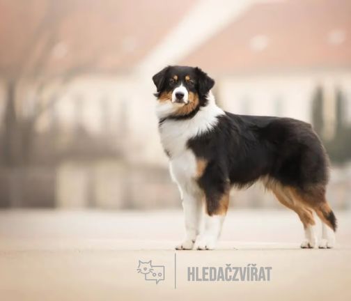 Australský ovčák, Aussie, Australian Shepherd Dog