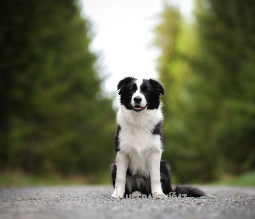 Border kolie, Border Collie, Collie
