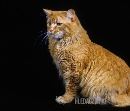 Kymerská kočka, Cymric, Dlouhosrstý manx