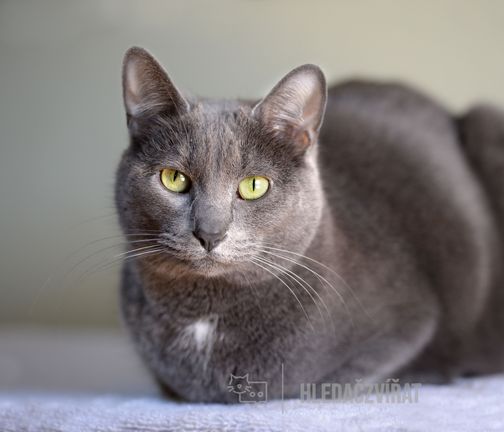 Korat, Koratská kočka, Thájská kočka, Si-Sawat, Thai Korat