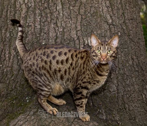 Ocicat, Ocicat