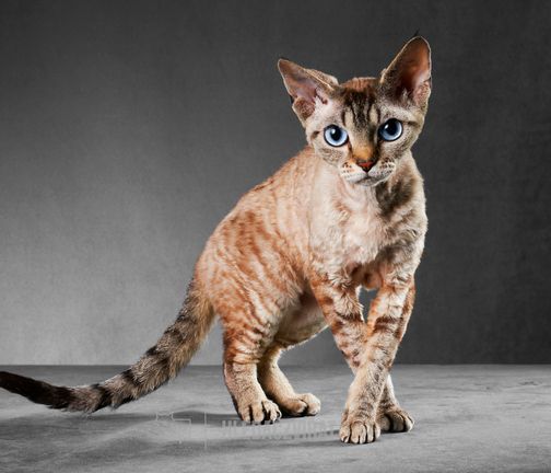 Cornish rex, Kornyš rex, CRX