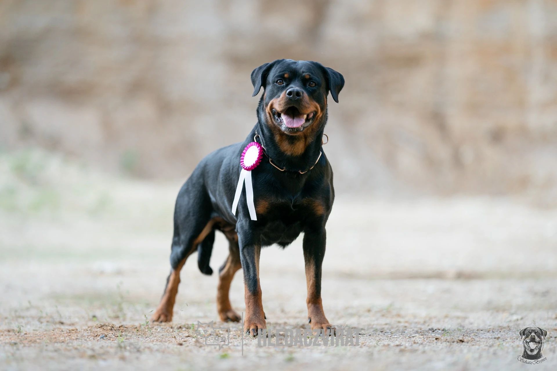 Rotvajler, Rottweiler, Rottie , skupina plemen: Pinčové, knírači, plemena molossoidní a švýcarští salašničtí psi