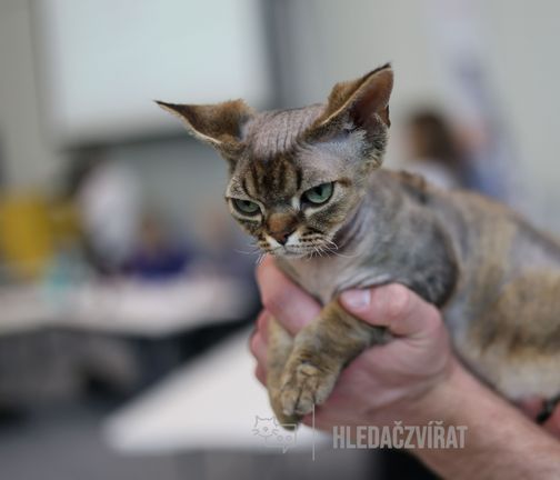 Devon rex, Devonský rex, DRX