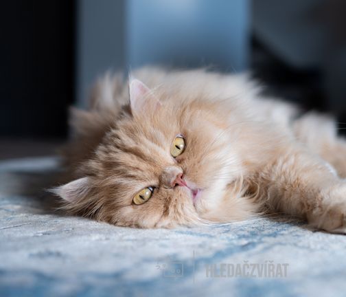 Perská kočka, Persian Cat, Kašmíř