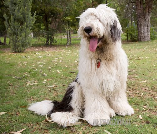 Bobtail, Staroanglický ovčák, Old English Sheepdog
