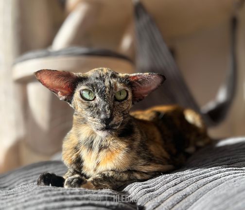 Orientální kočka, Orientální kočka krátkosrstá (OSH), Orientální kočka dlouhosrstá (OLH)