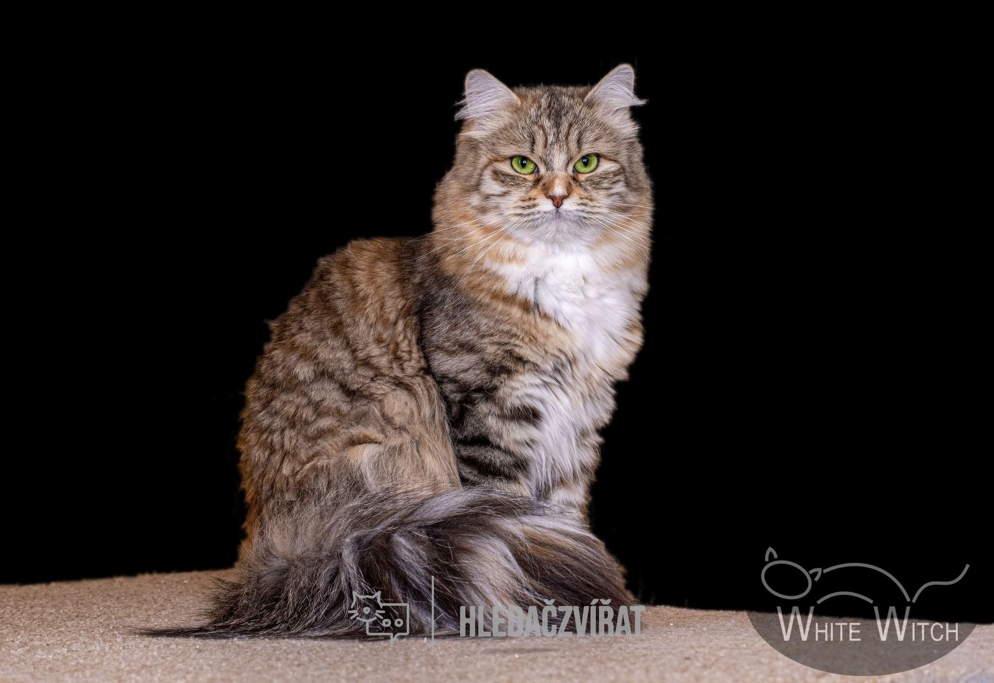Sibiřská kočka, Siberian cat, Sibirka , skupina plemen: Polodlouhosrsté kočky