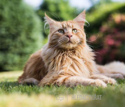 Mainská mývalí kočka, Maine Coon, Mainská huňatá