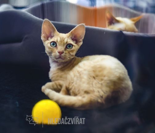 German rex, German rex, GRX